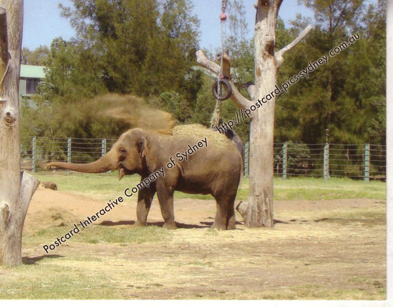 Asian Elephant