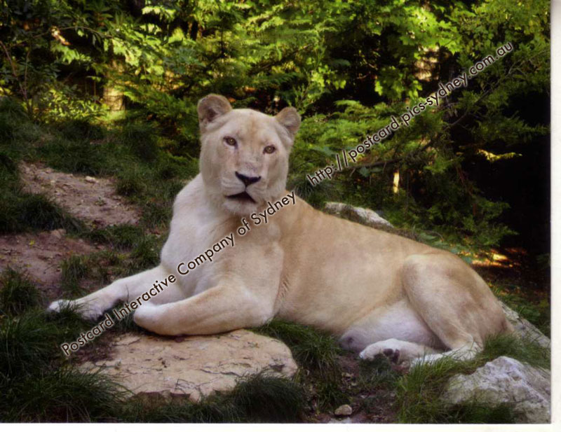 White Lion