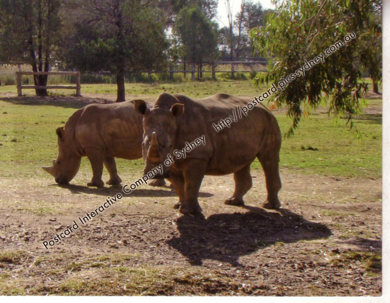 White/Square-lipped Rhinoceros
