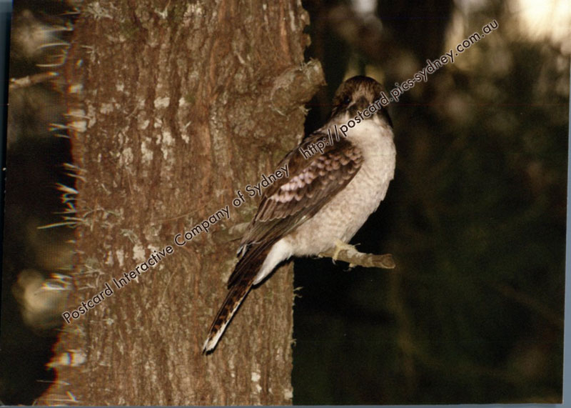 Kookaburra