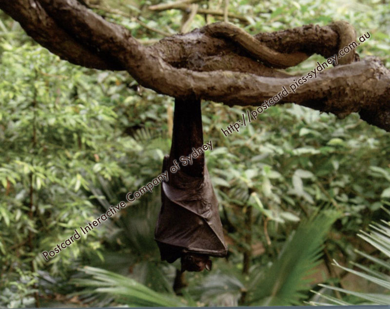 Malayan Flying Fox