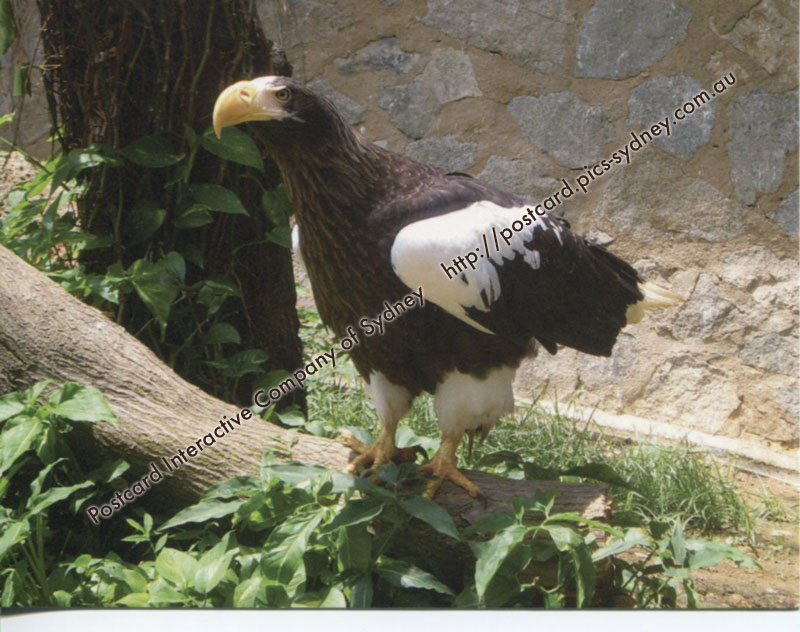 White Faced Capuchin Monkey For Sale White Faced Capuchin Monkey For Sale