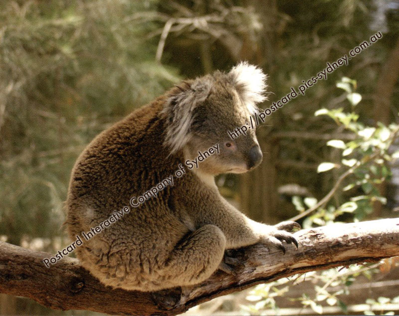 Koala