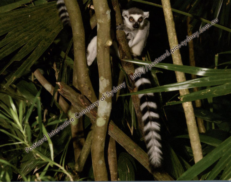 Ring-tailed Lemur