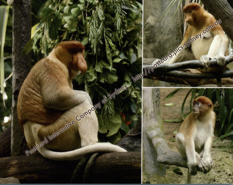 Proboscis Monkey