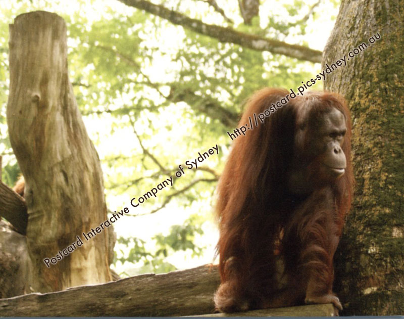 Orangutan (Borneo - Indonesia)