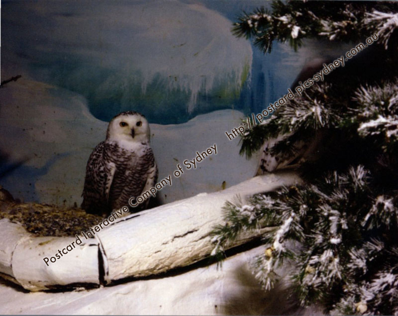 Snowy Owl