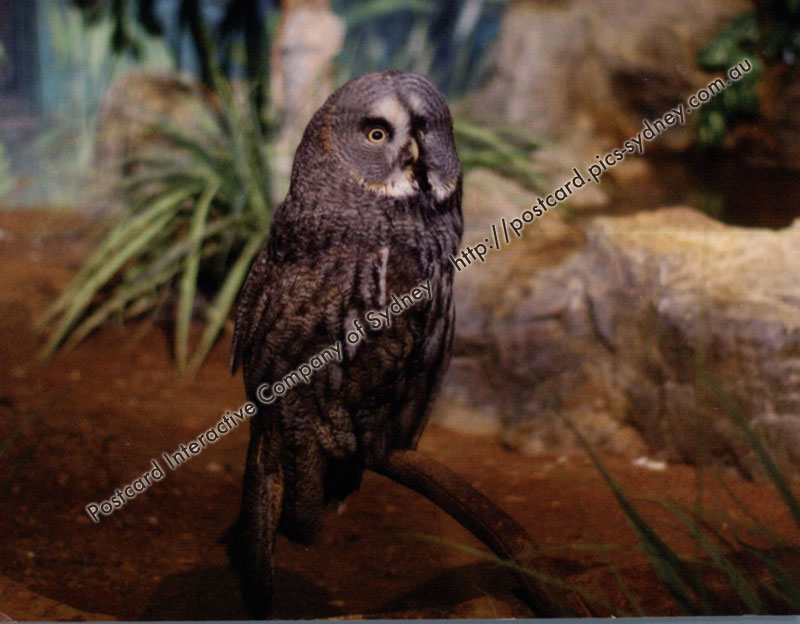 Great Grey Owl or Lapland Owl