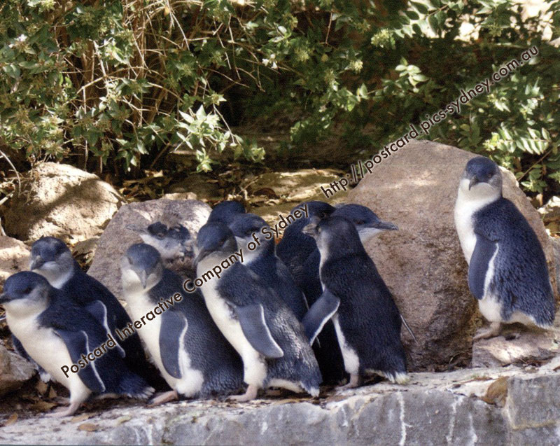 Little Penguin or Blue Penguin