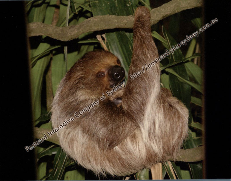Two-toed Sloth