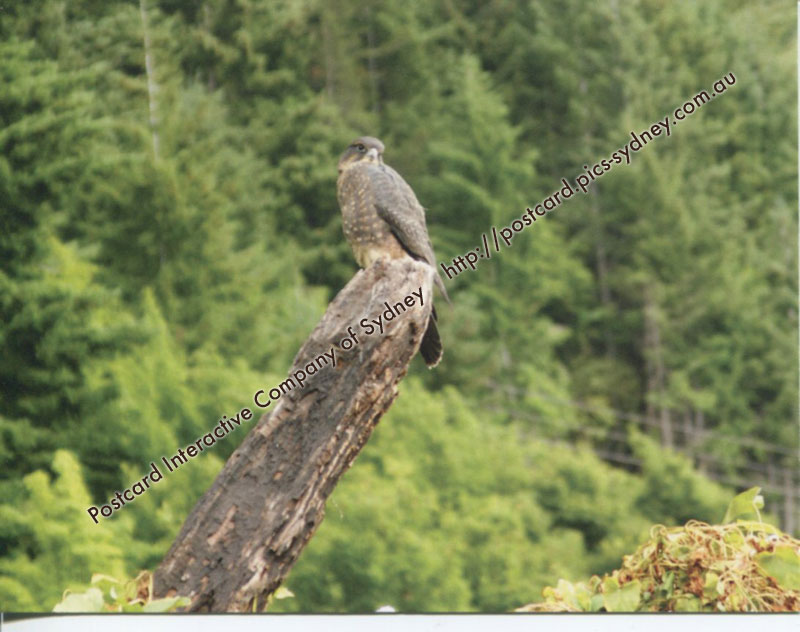 New Zealand Falcon or Karearea