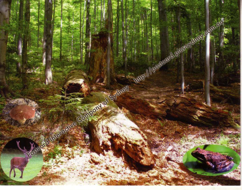 Slovakia / Ukraine UNESCO - Primeval Beech Forest Carpathians