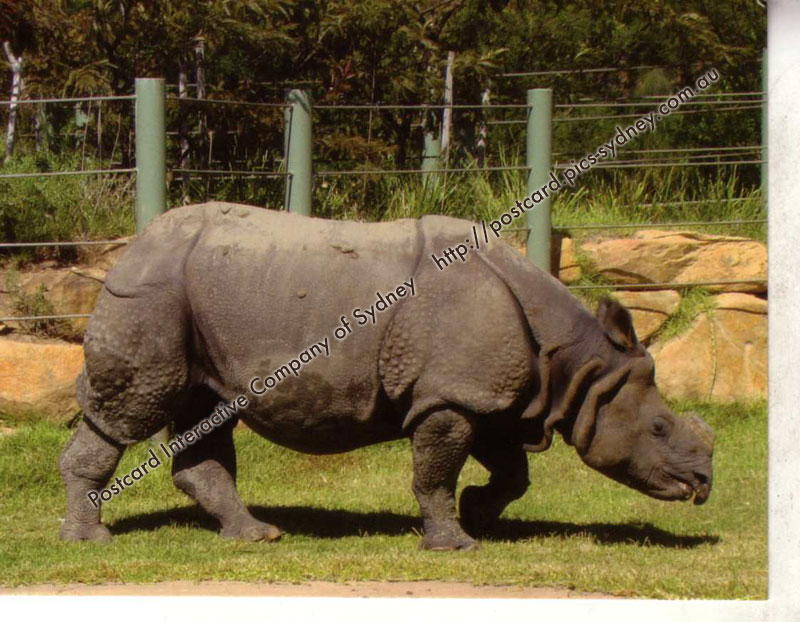 Greater One-horned Rhinoceros