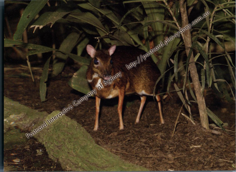 Lesser Mouse-deer or Kanchil