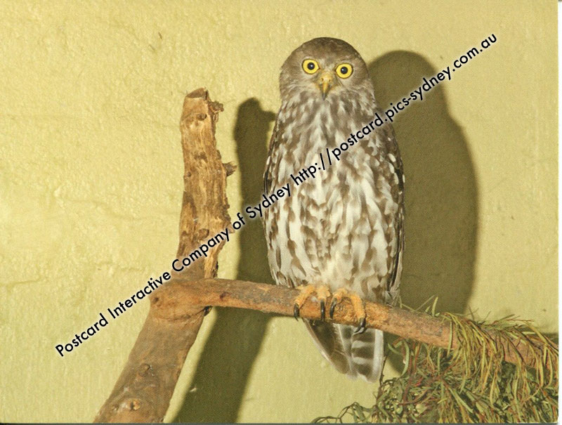 Barking Owl - Click Image to Close