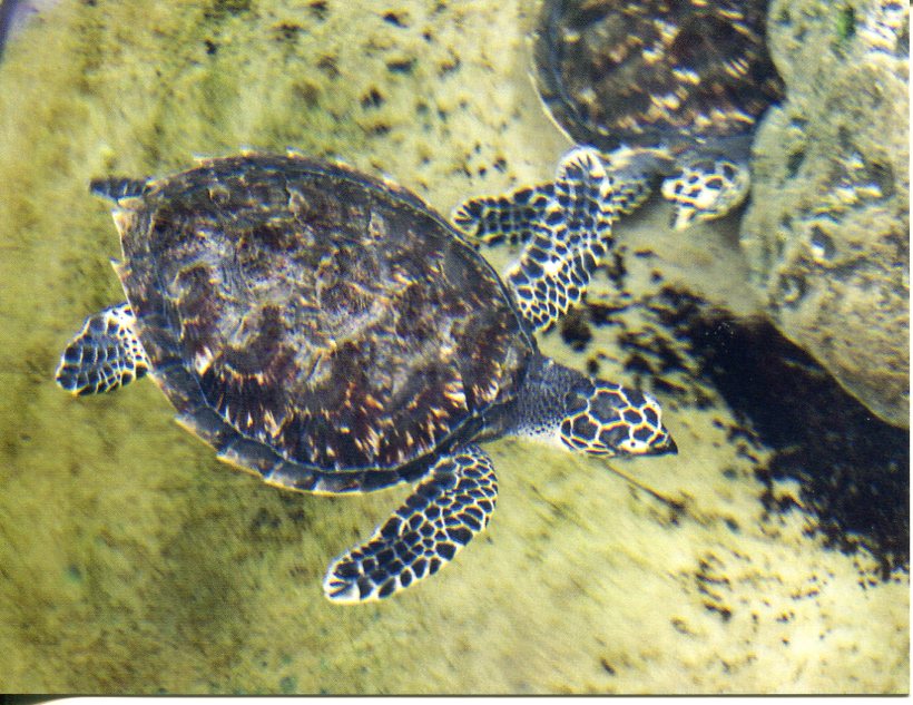 Fijian Hawksbill Sea Turtle