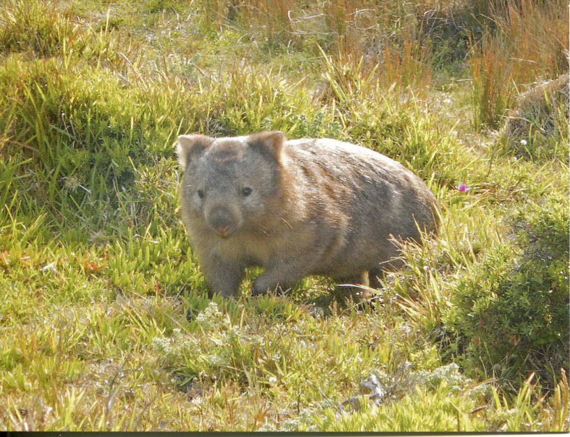 Wombat (Common)