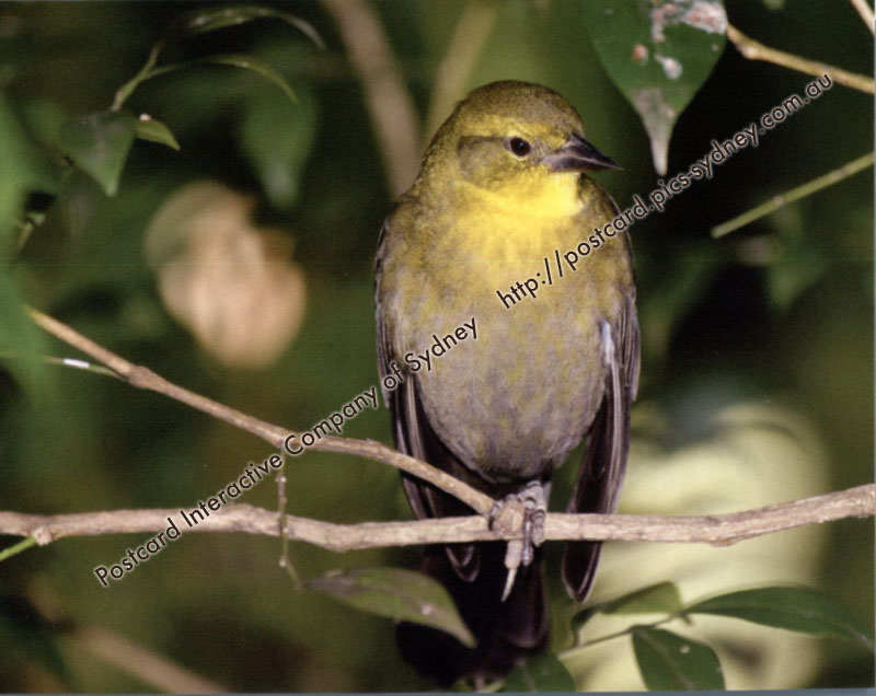 Yellow-hooded Blackbird (Juvenile)