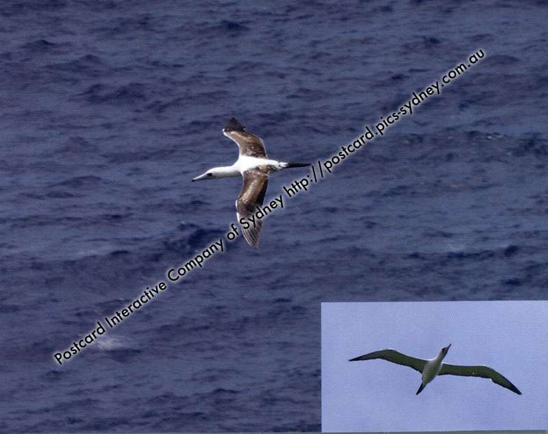 Abbott's Booby (Christmas Island) Abbott's Booby (Christmas Island)