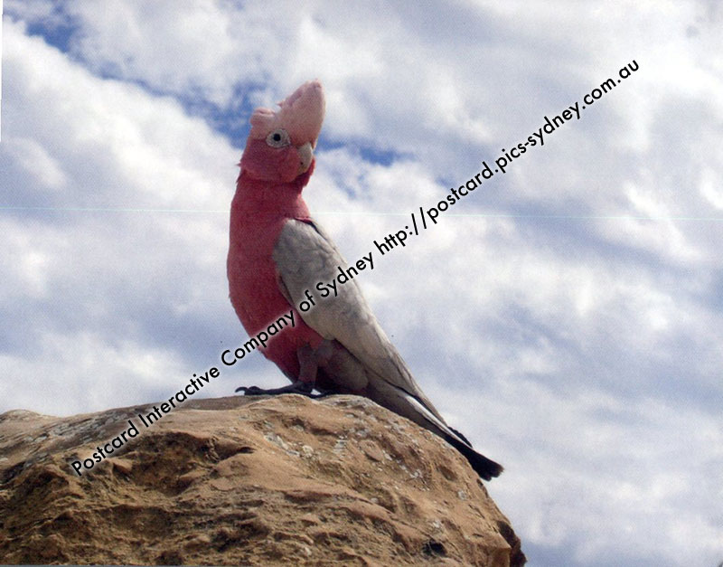 Galah or Rose-breased Cockatoo