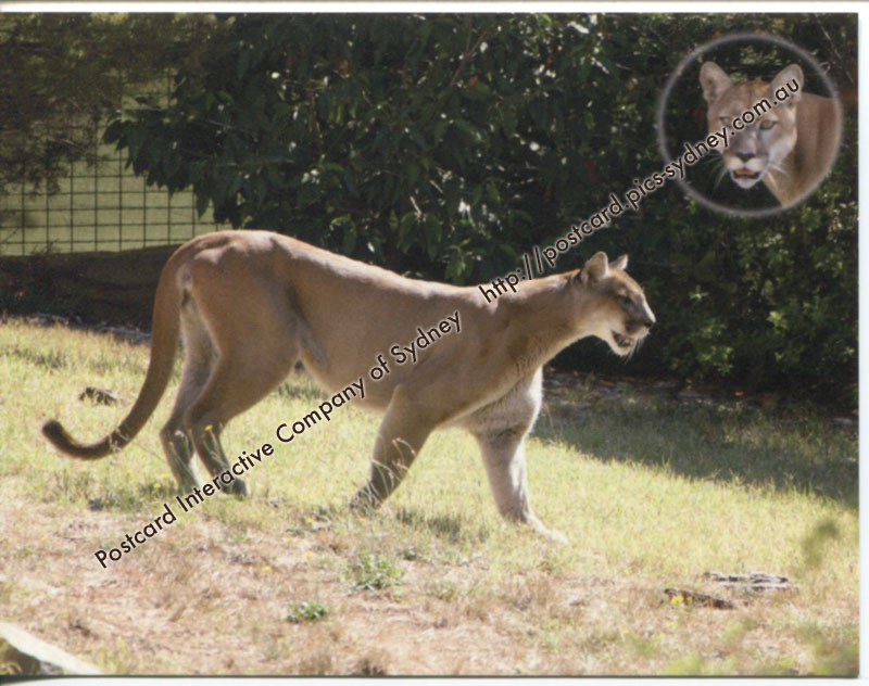 Cougar (or Puma, Mountain Lion, Panther, Catamount)