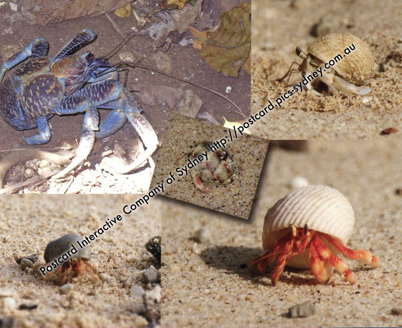 Hermits Crabs of Christmas Island