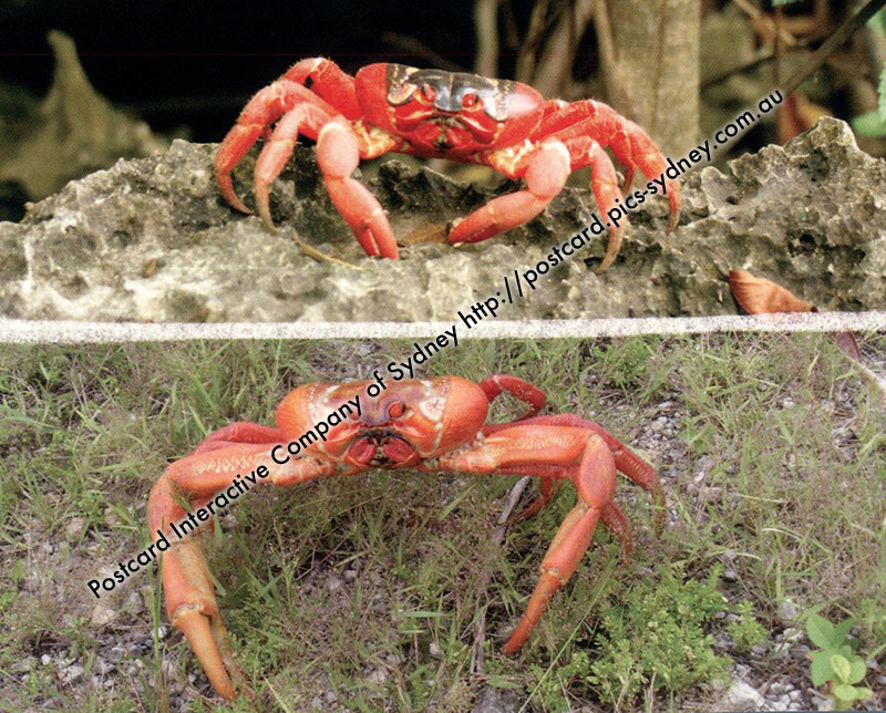 Christmas Island Red Crab - Orange Crab