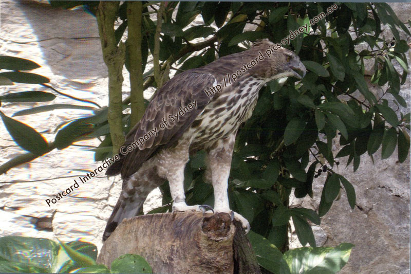 Crested Hawk-Eagle or Changeable Hawk-Eagle