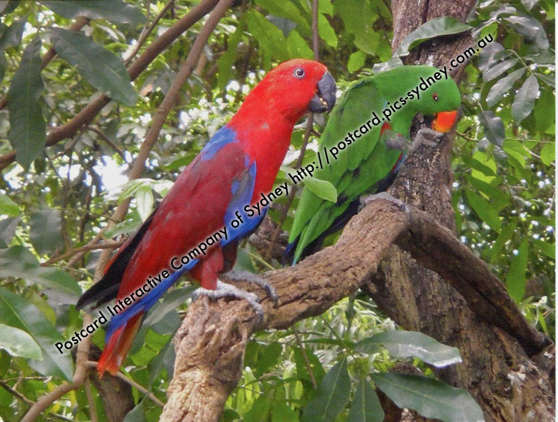 Australian King Parrot - Click Image to Close