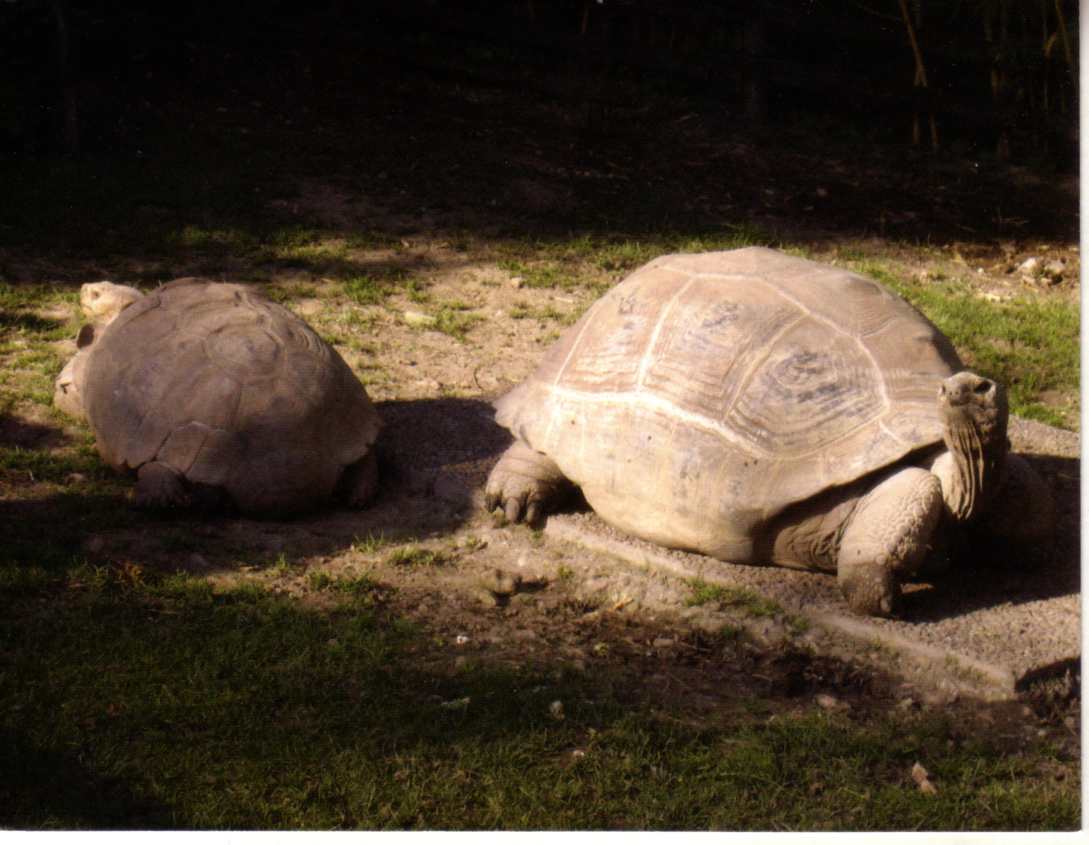 Aldabra Giant Tortoise (Seychelle UNESCO)