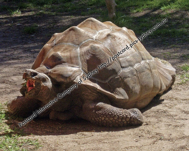 Galapagos Giant Tortoise