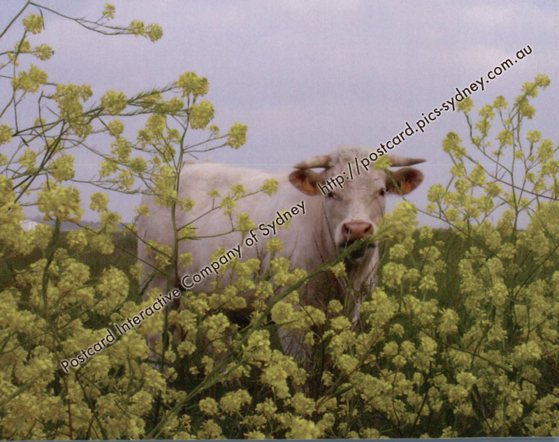 Cow in Flower Field
