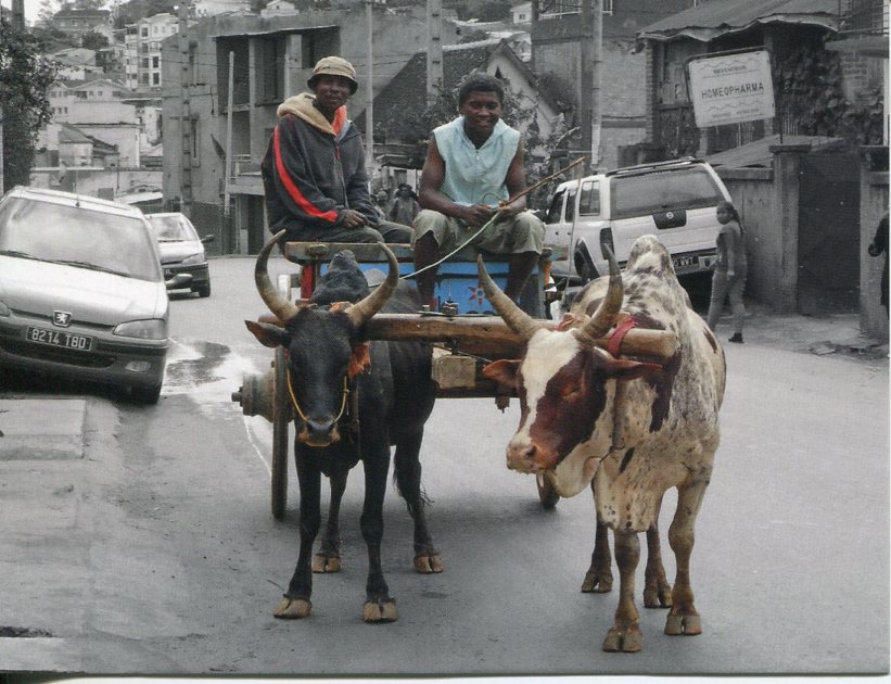Madagascar - Traditional Transportation (bull carrriage)